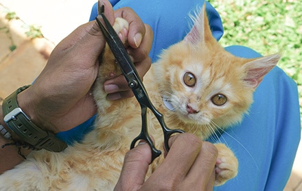 Harga grooming kucing 2022 faunafella.jpg