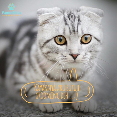 Kucing mandi jakarta profesional.jpg