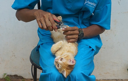 Jasa grooming kucing murah ke rumah.jpg